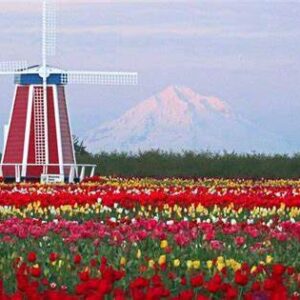 Wooden Shoe Tulip Fest